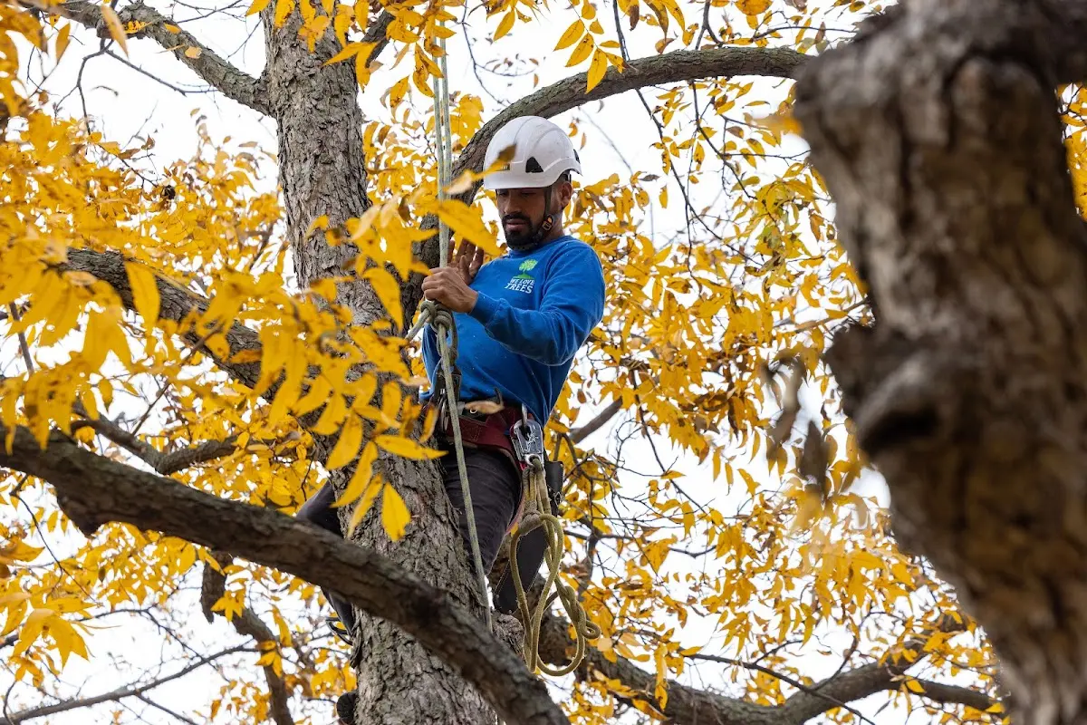 Skilled Tree Trimming crew working in Glendora